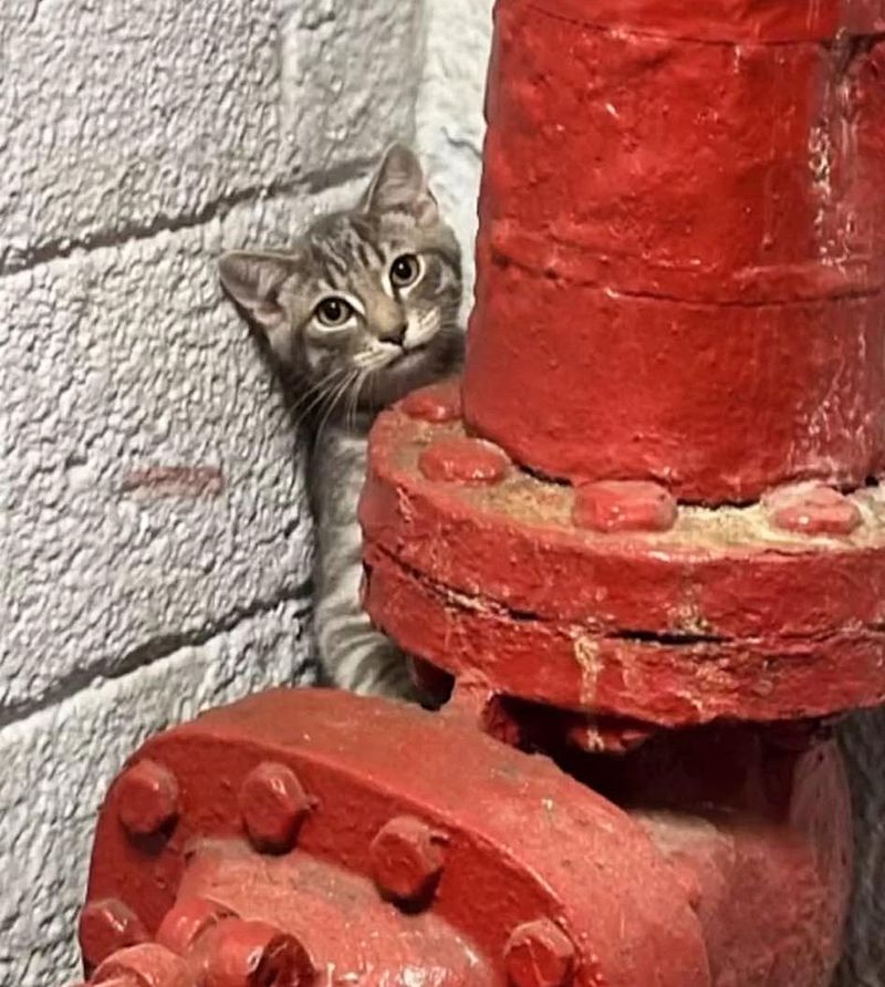 kitten stairwell hiding