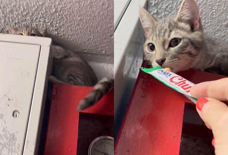 kitten hiding treats