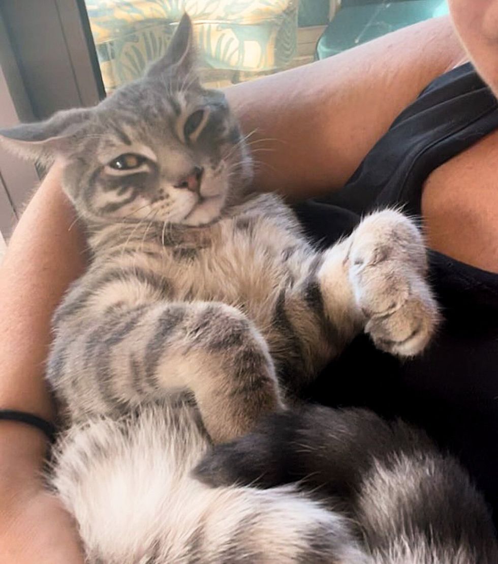 cuddly cat arms