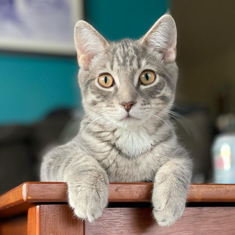 kitten coffee table happy