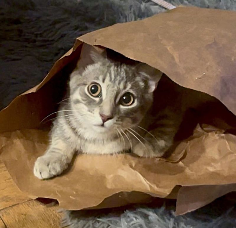 cat in bag playful