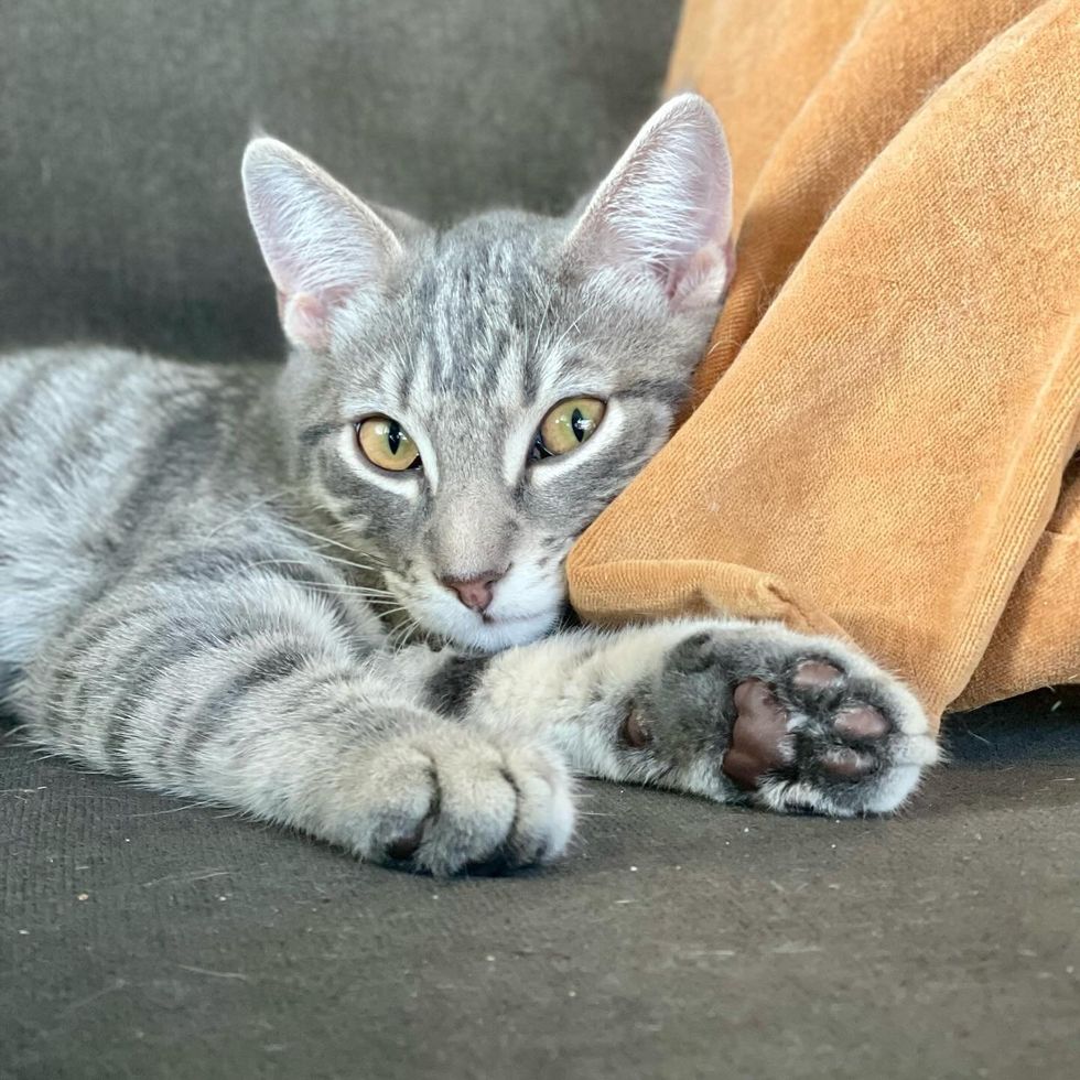 sweet happy gray cat