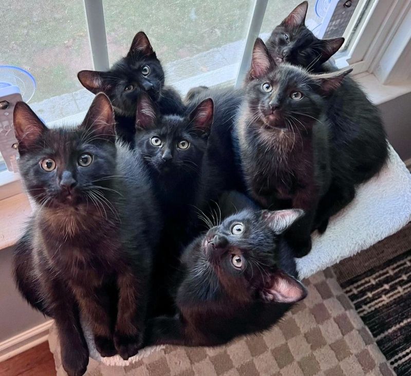 black kittens, void cats