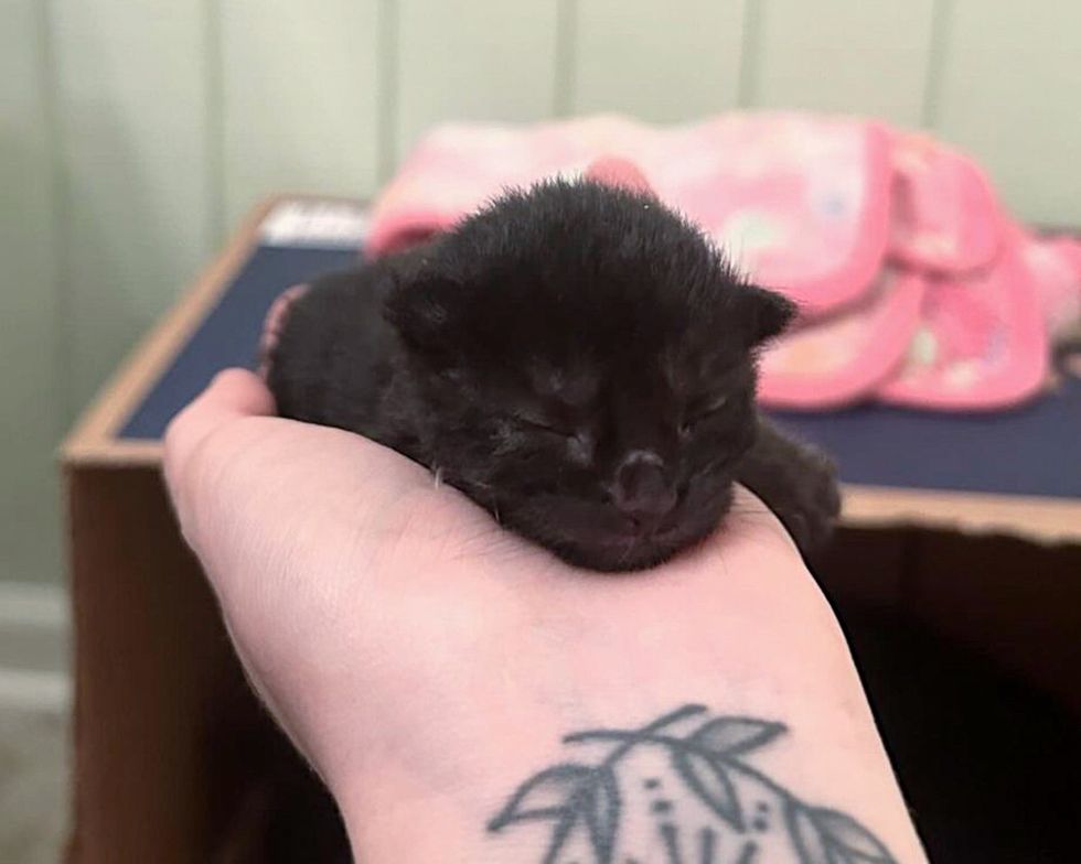 tiny void kitten