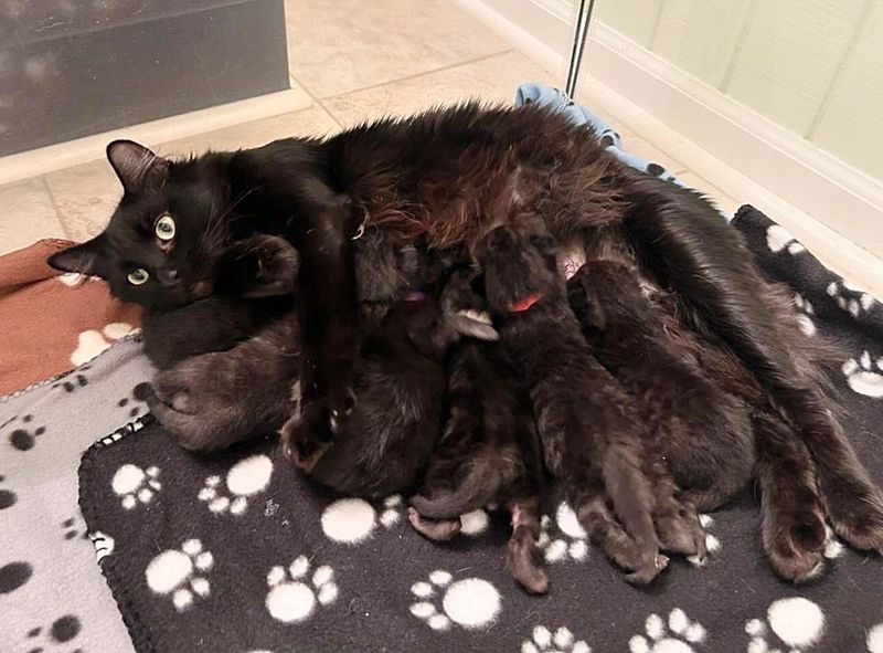 cat nursing kittens void