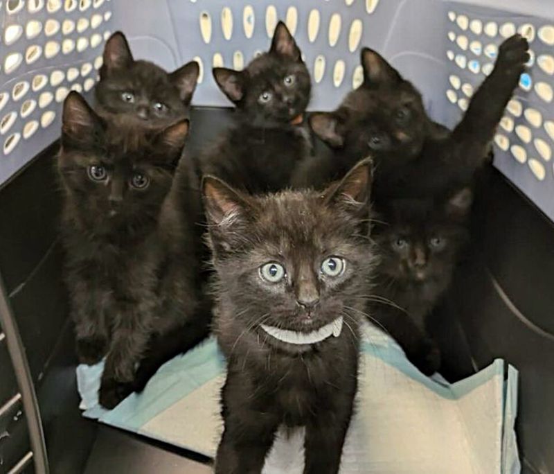 house panther kittens