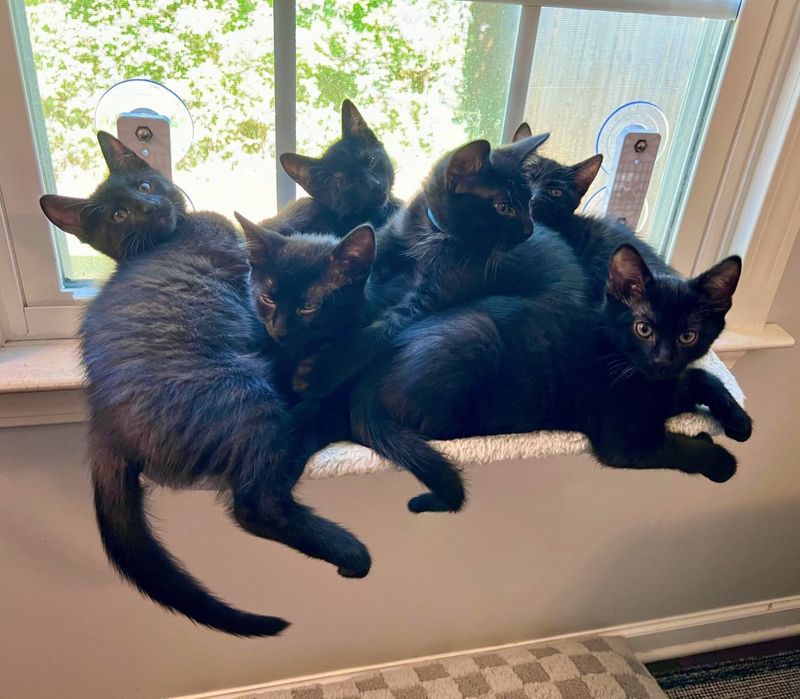 void kittens sunbathing