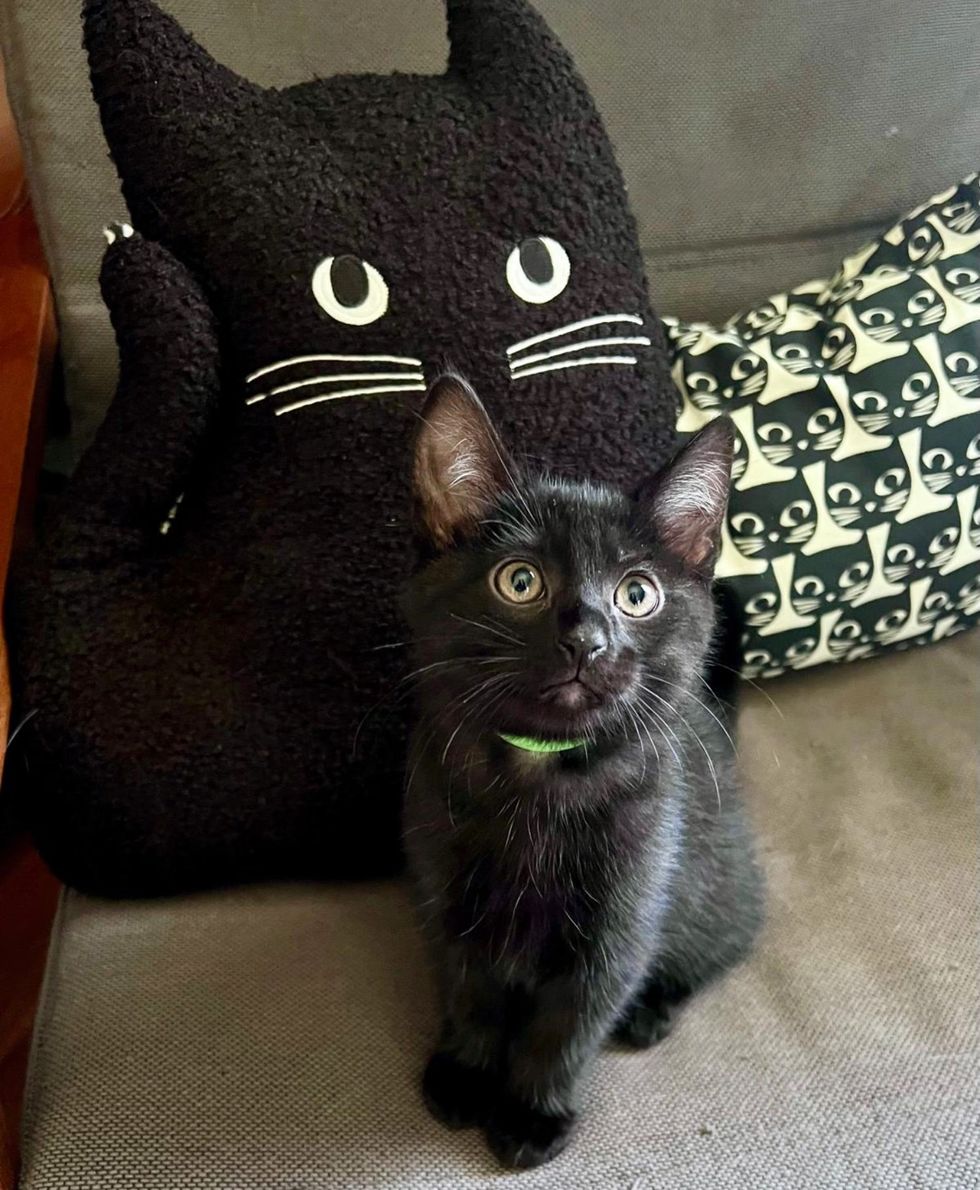 void kitten house panther