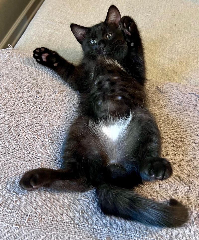 goofy kitten belly rubs