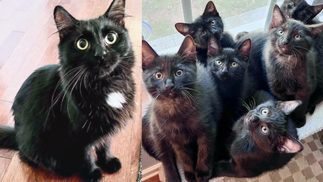 Stray Cat Approaches Kind Stranger, Soon Filling a Home with Her Look-alike 'Void' Kittens