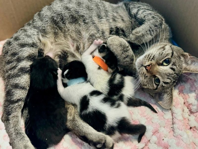 foster cat mom nursing kittens