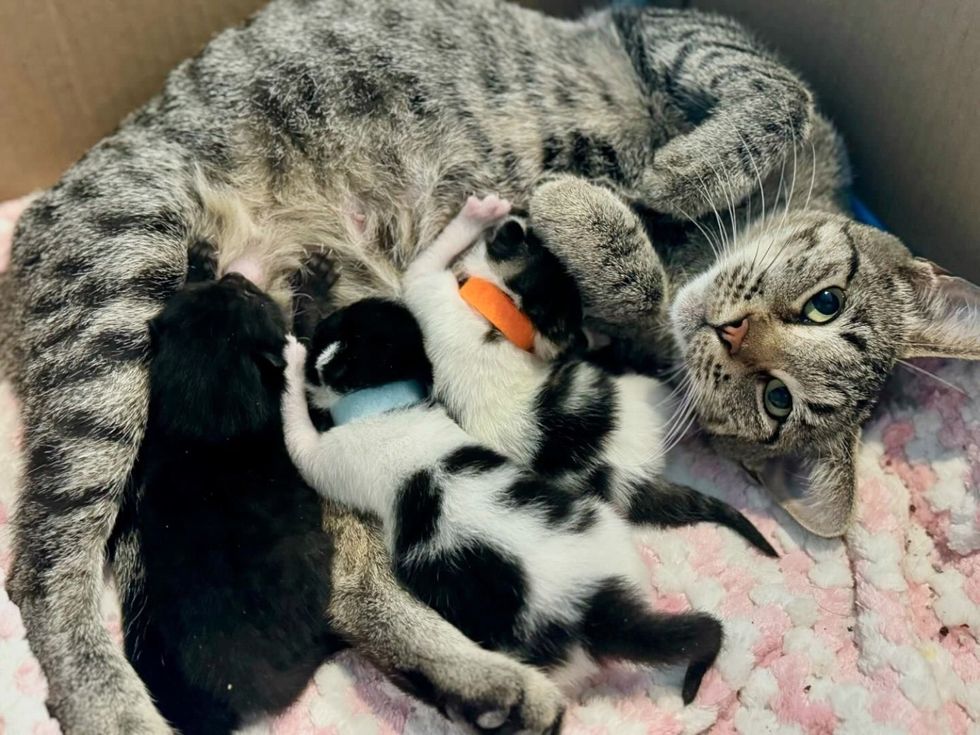 foster feline  ma  nursing kittens