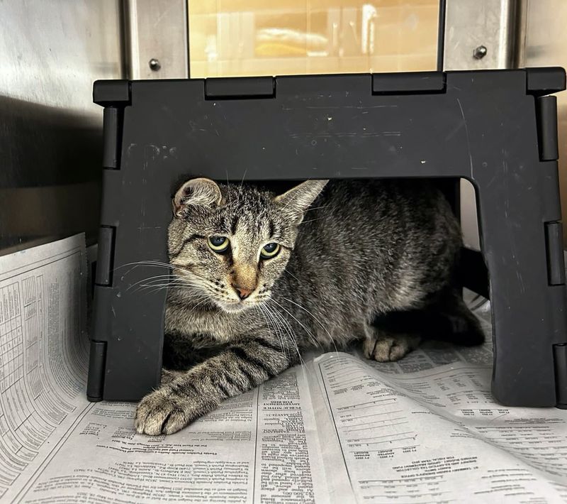 shelter cat hiding