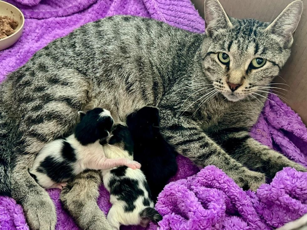 cat parent  nursing kittens