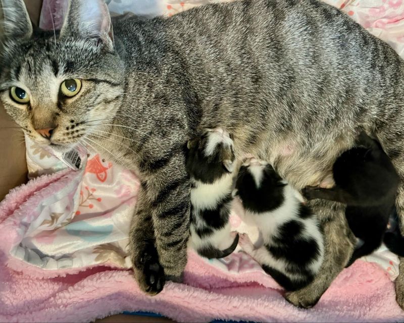 tabby cat nursing kittens