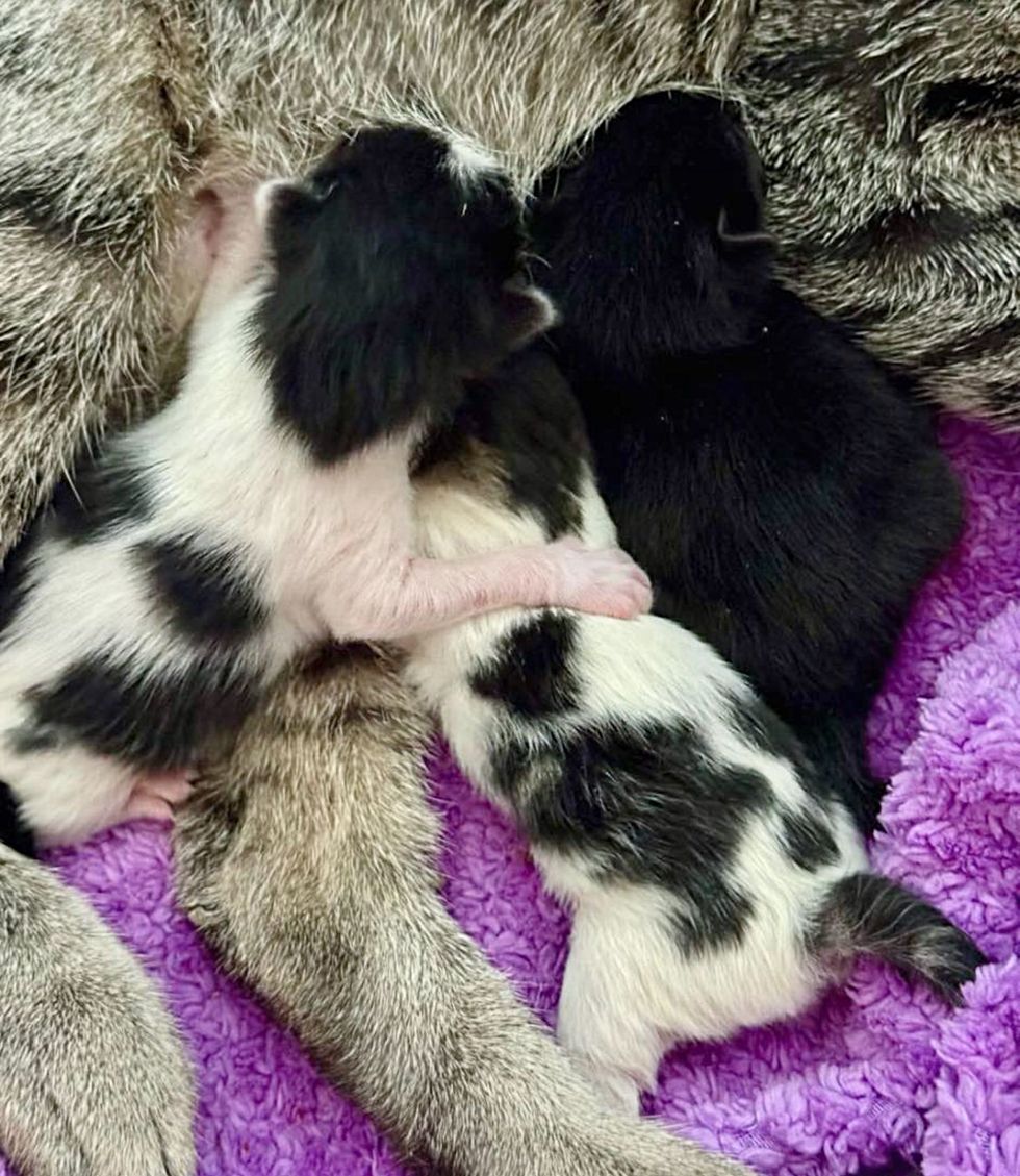 newborn kittens nursing happy