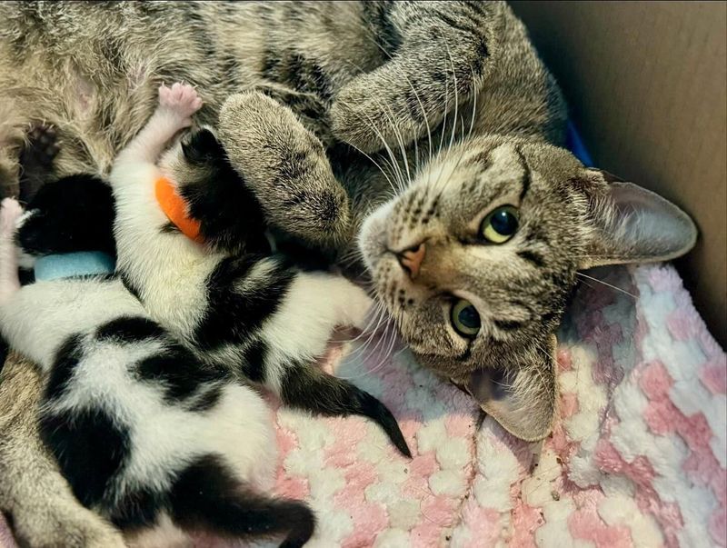 cat nursing newborn kittens