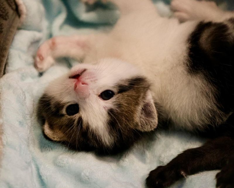 happy kitten upside down