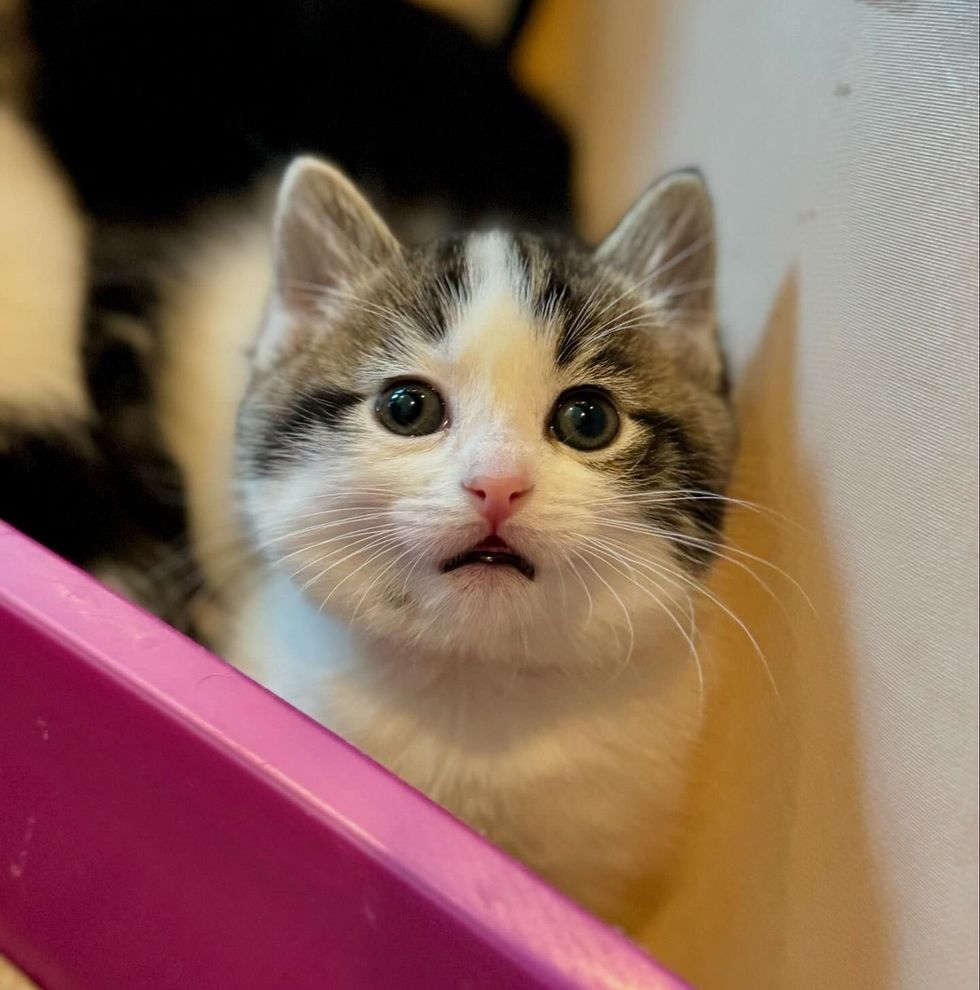 kitten sweet round face