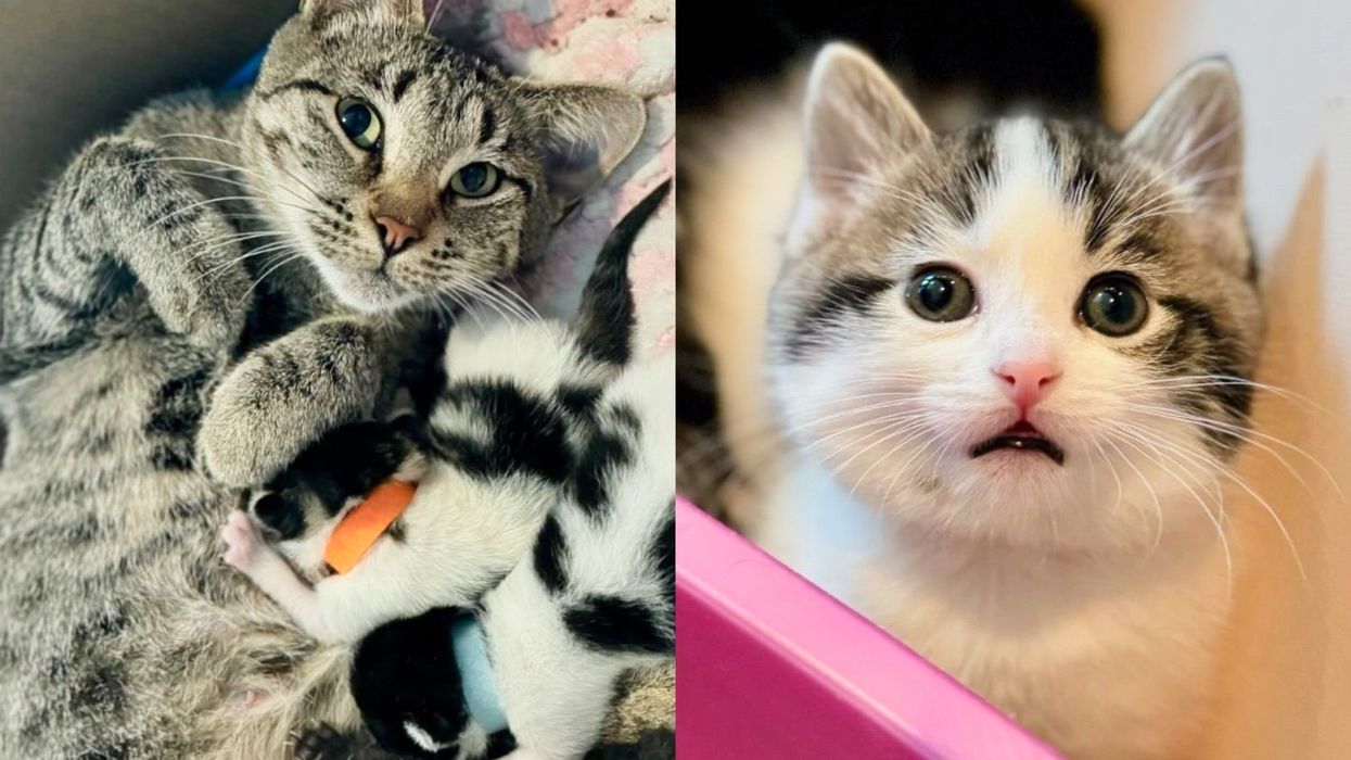 Cat Hides Under a Stool at the Shelter, but on the Night She's Taken into a Home, They Find Her with Kittens