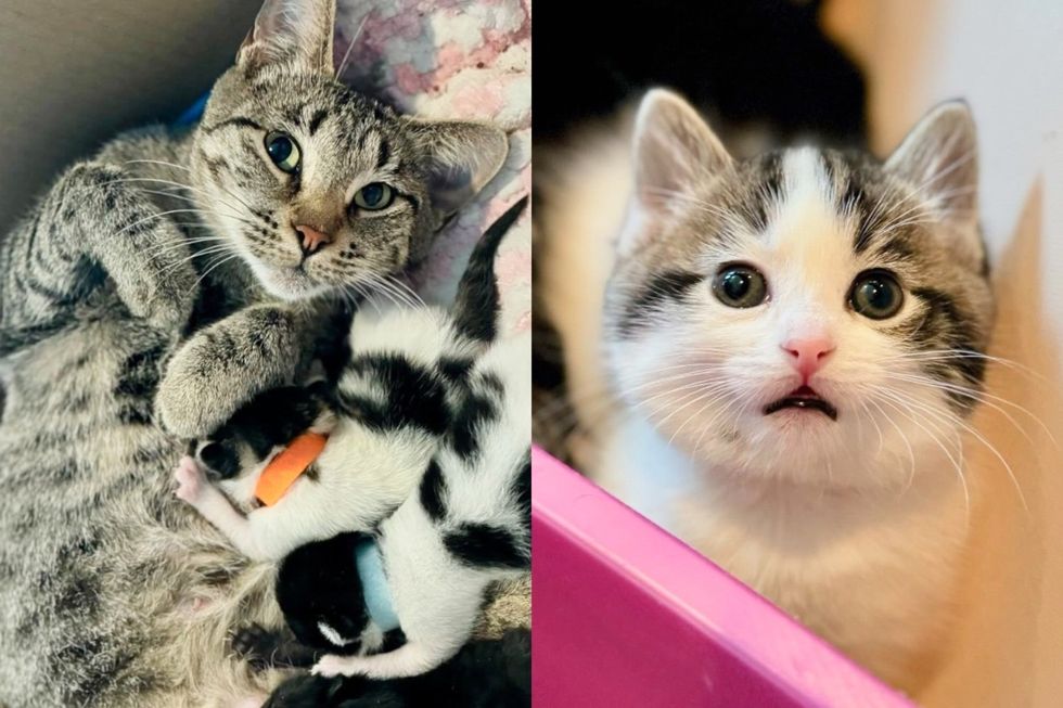 Cat Hides Under a Stool at the Shelter, but on the Night She's Taken into a Home, They Find Her with Kittens