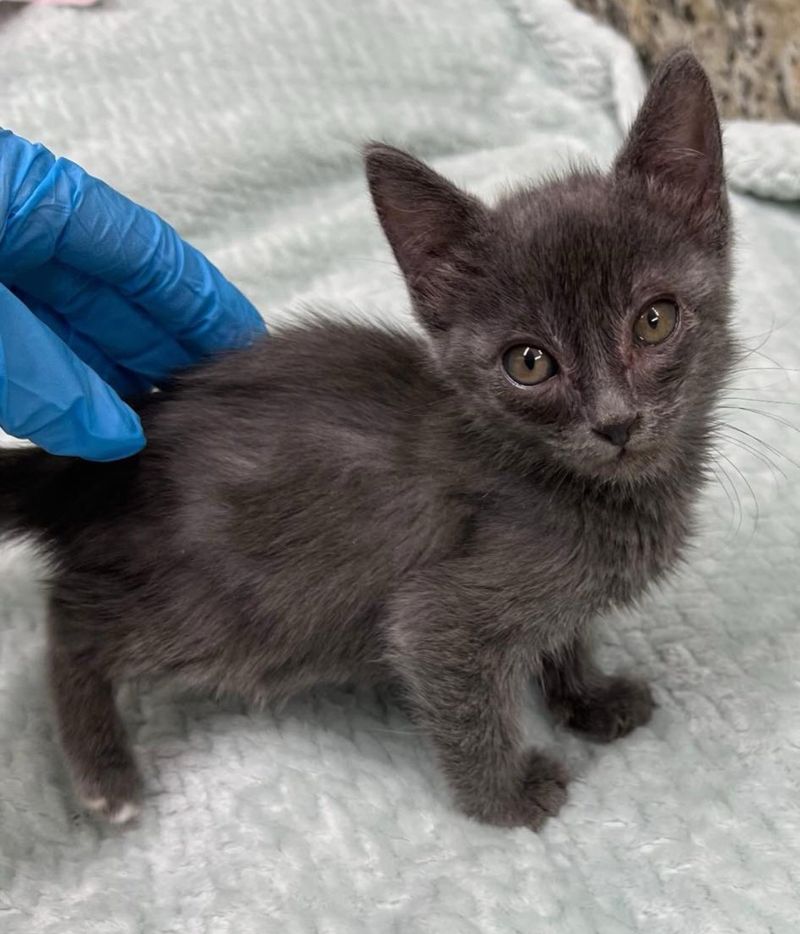 tiny skinny gray kitten