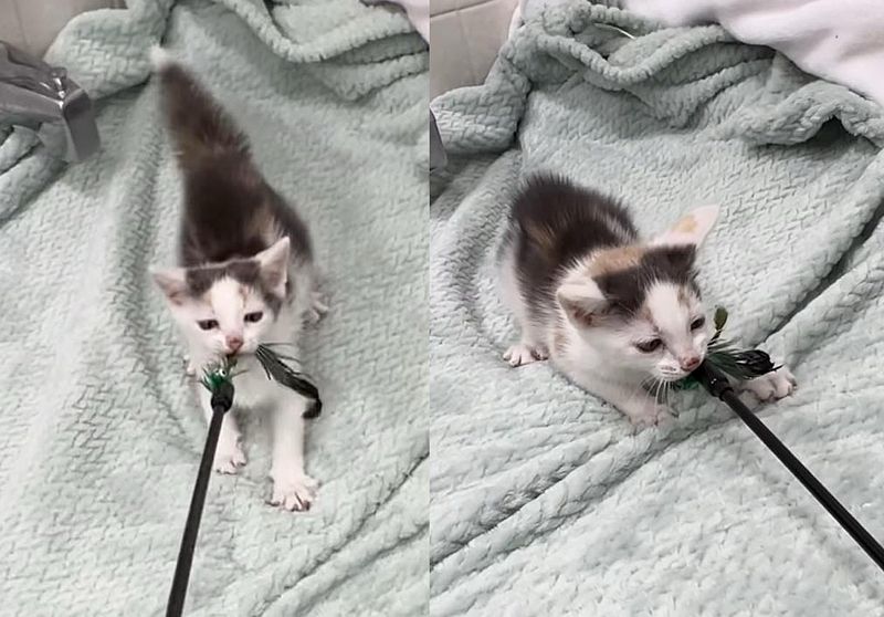 playful puffy tail kitten