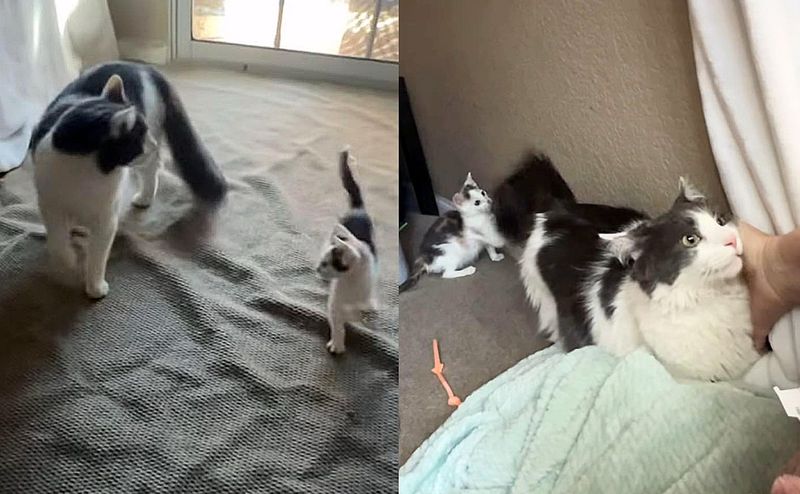 kitten cat play friends