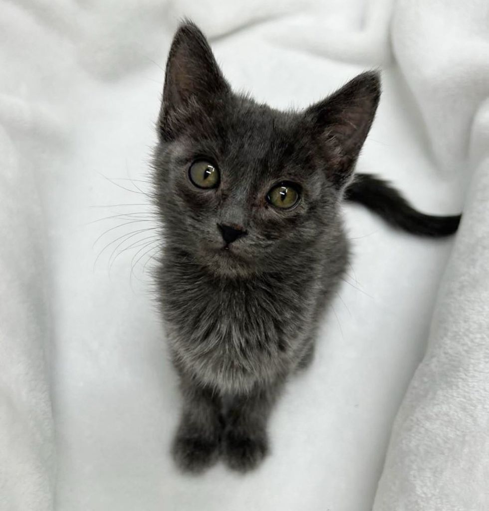 sweet gray kitten