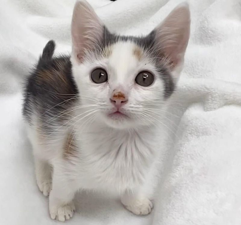 sweet calico kitten