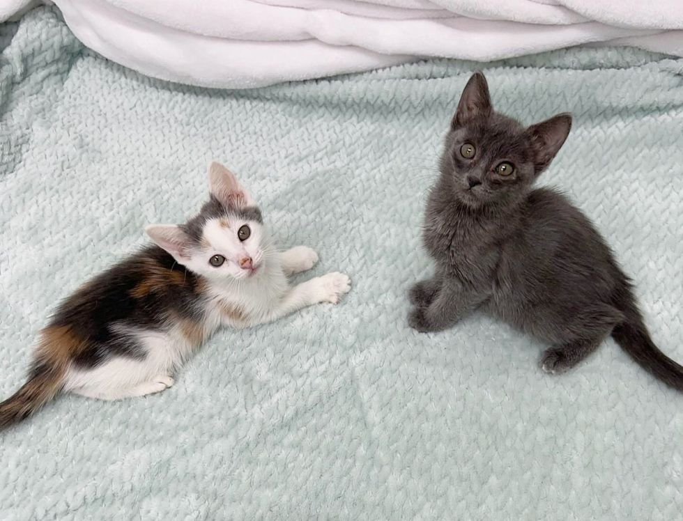 sweet kittens gray calico