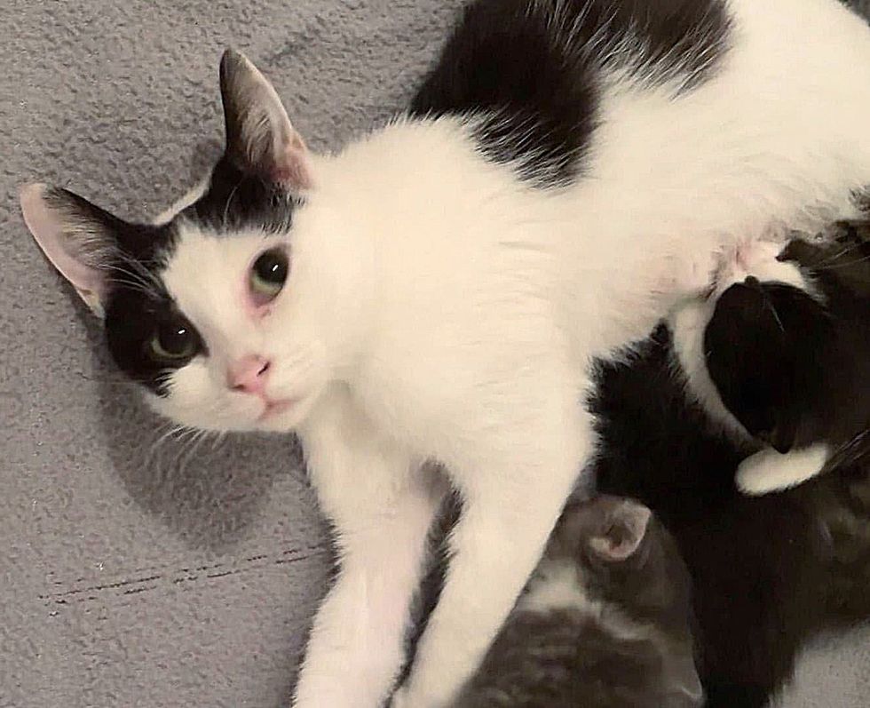 cat nursing kittens