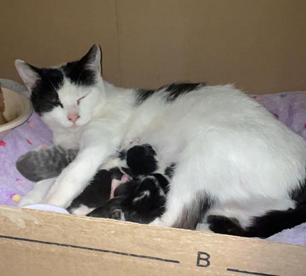 cat nursing newborn kittens