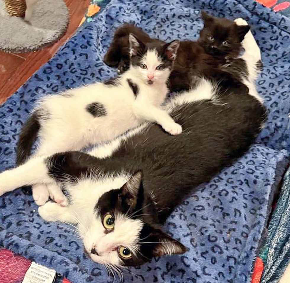 cat snuggling kittens