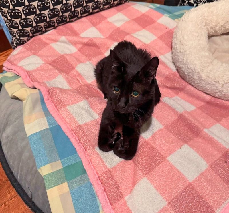 loafing cat panther