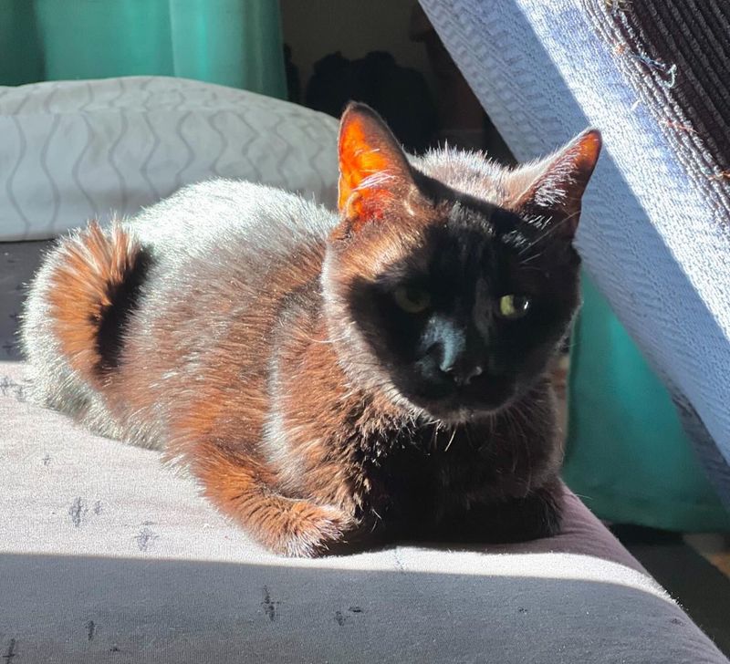 loafing cat house panther