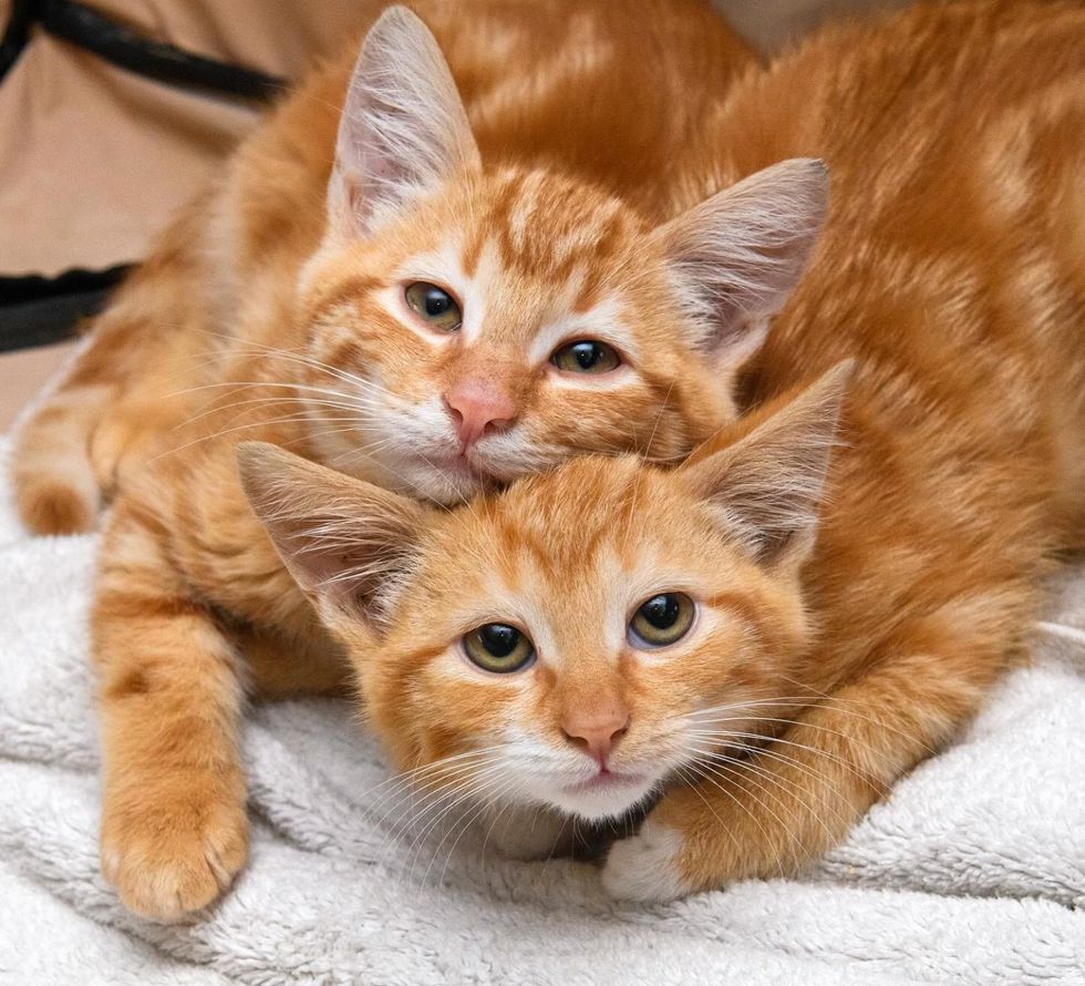 ginger kittens bonded