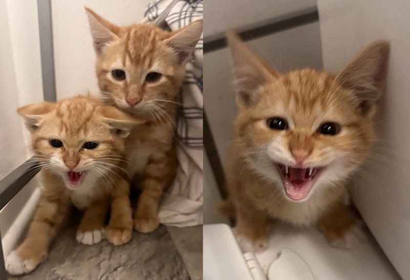 shy timid ginger kittens