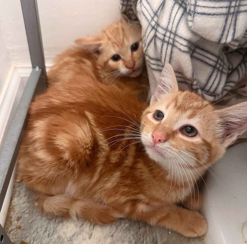 shy ginger kittens hiding