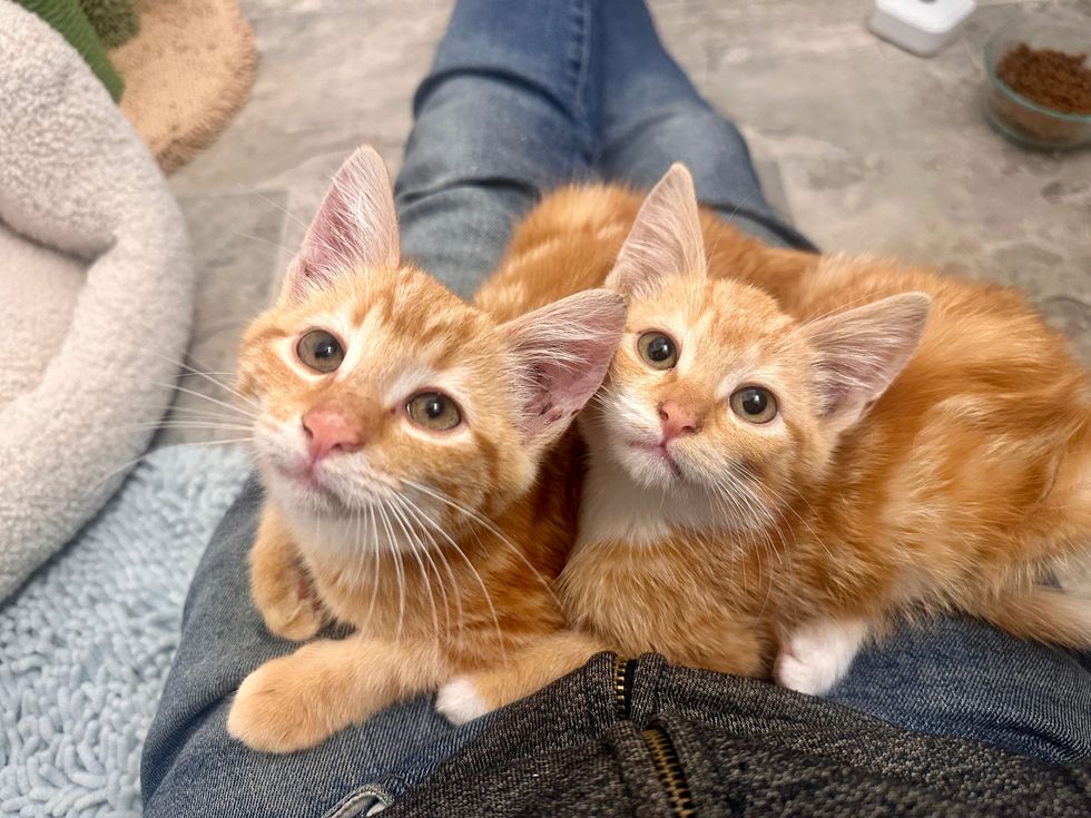 ginger kittens lap cats