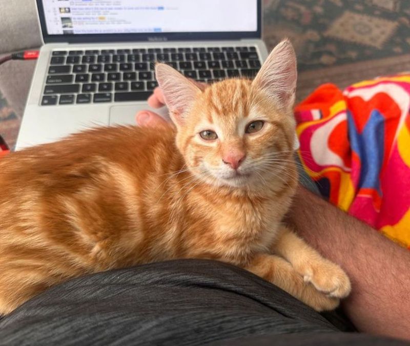 lap cat ginger helper