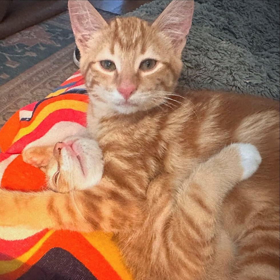 snuggle ginger kittens wrestling