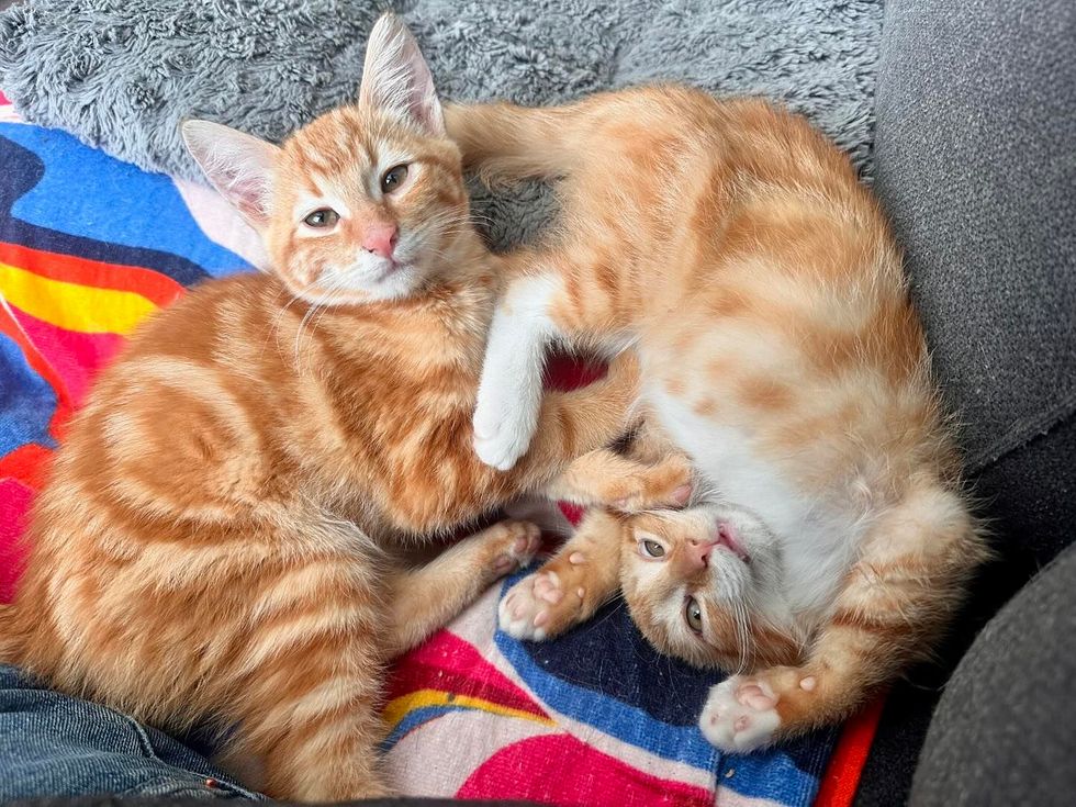 ginger kittens best friends