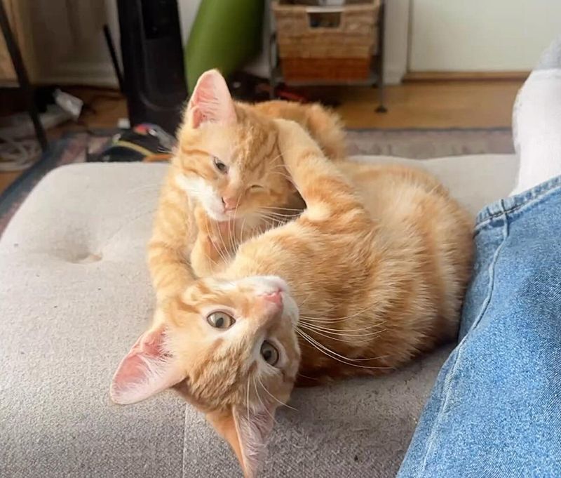 playful ginger kittens