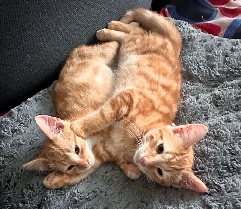 bonded kittens ginger cats