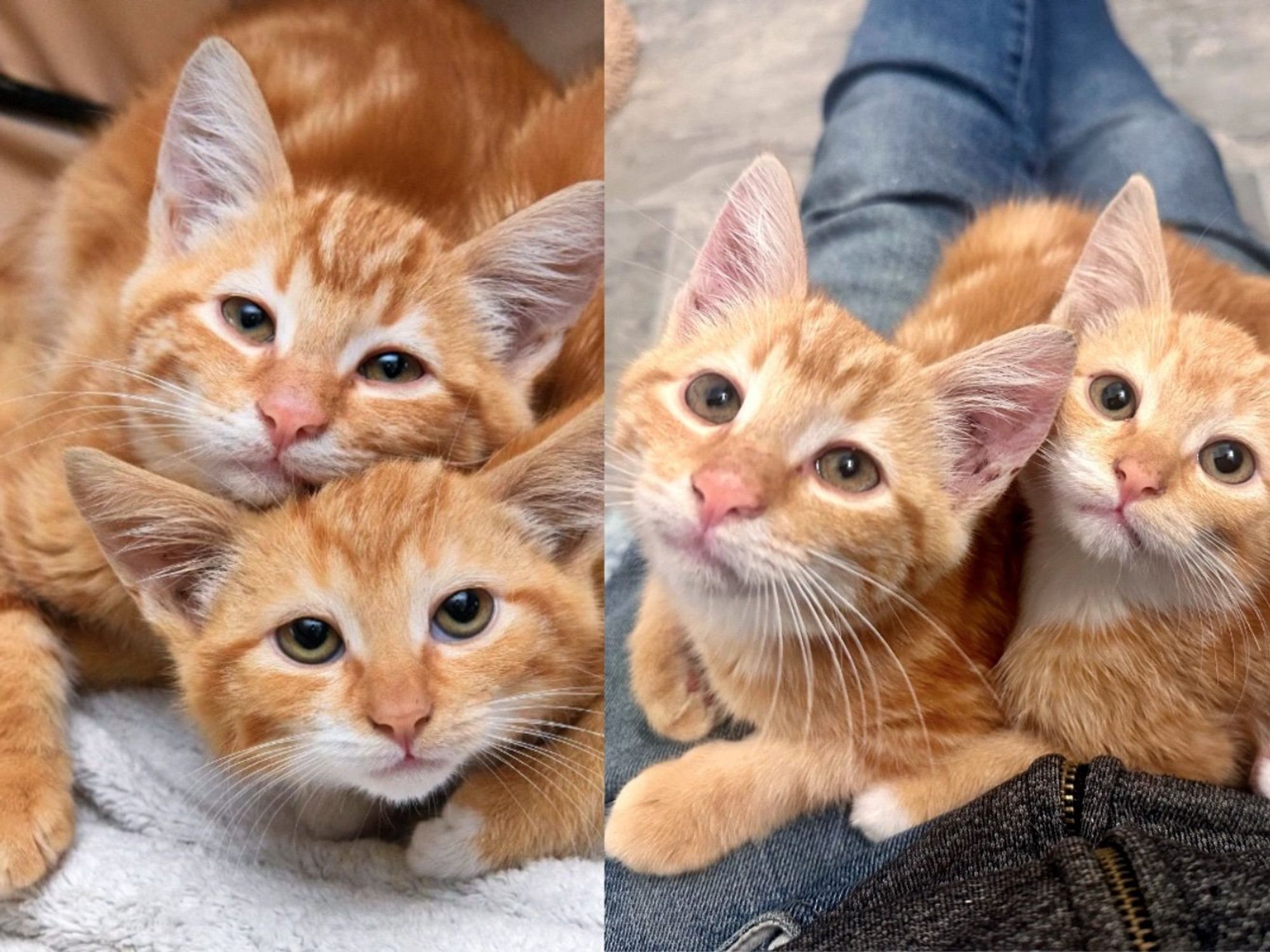 Man Takes in Kittens from a Lot and Notices How One Always Leans on the Other as They Change Before Him