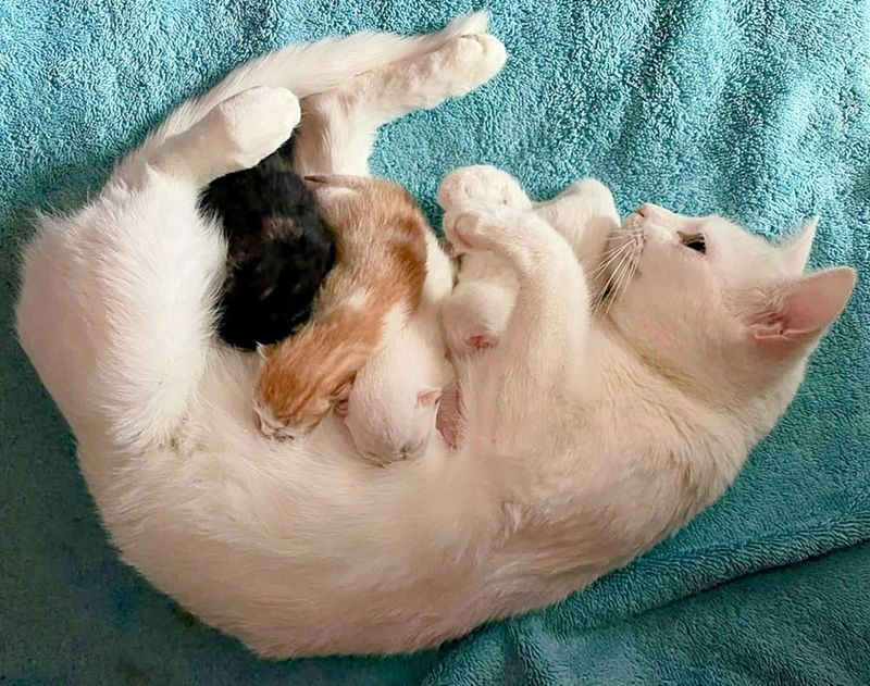 white cat nursing kittens