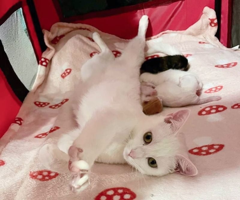 sweet cat stretching kittens