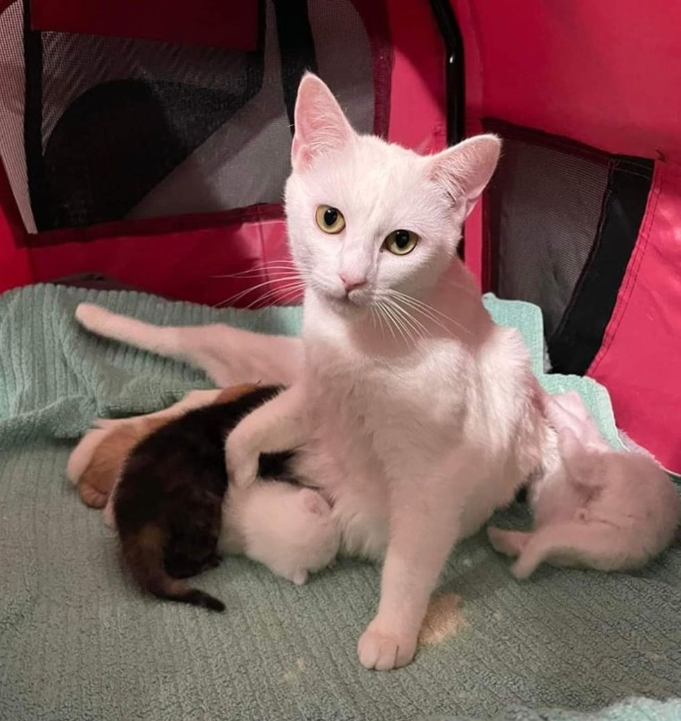 cat mom nursing kittens