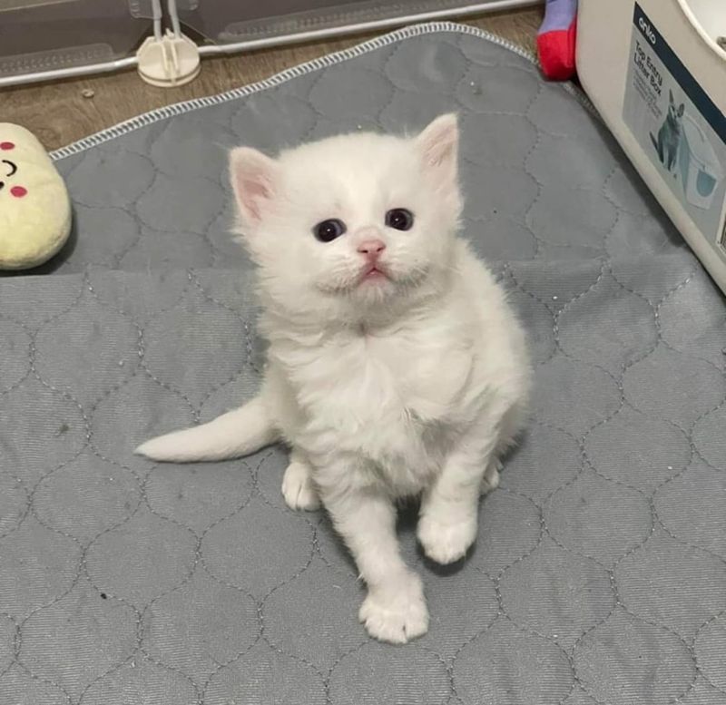 fluffy white kitten